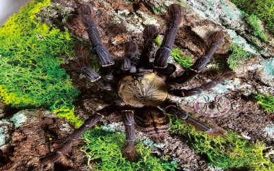 OMOTHYMUS SP MAGNUS JUVI TARANTULA 5-6 CM